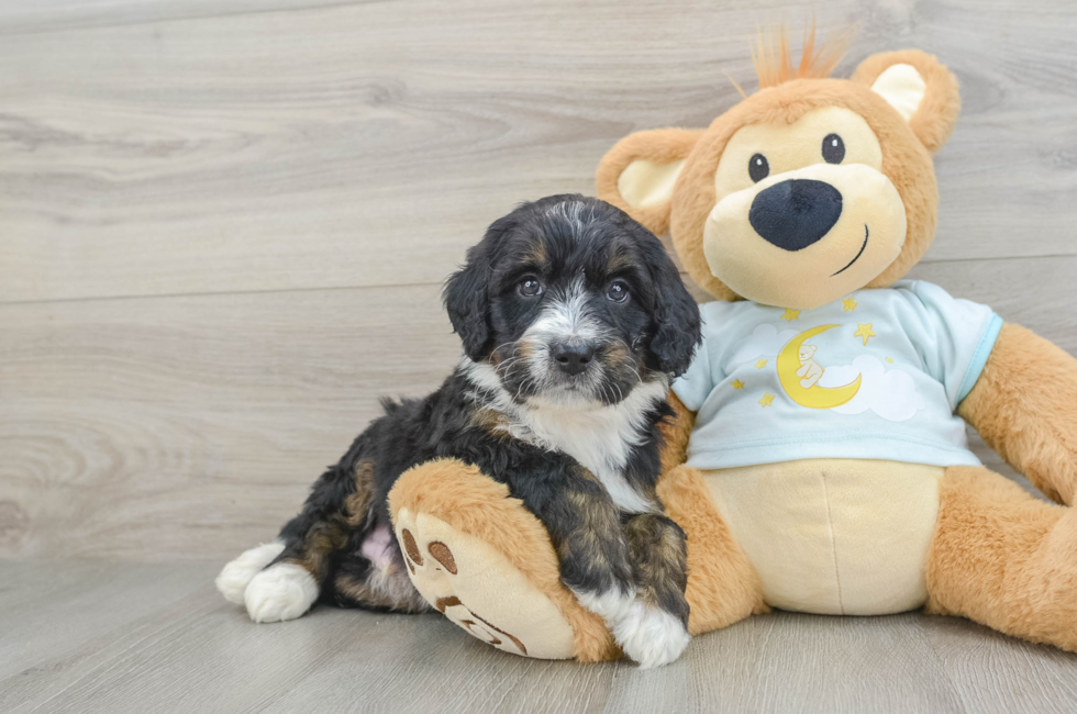 7 week old Mini Bernedoodle Puppy For Sale - Puppy Love PR
