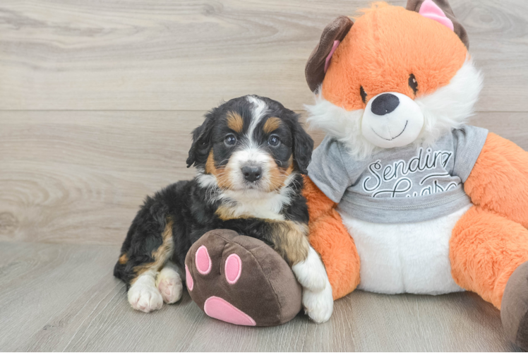 Energetic Mini Bernesedoodle Poodle Mix Puppy