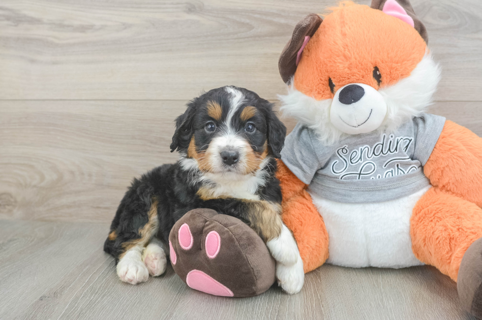 5 week old Mini Bernedoodle Puppy For Sale - Puppy Love PR