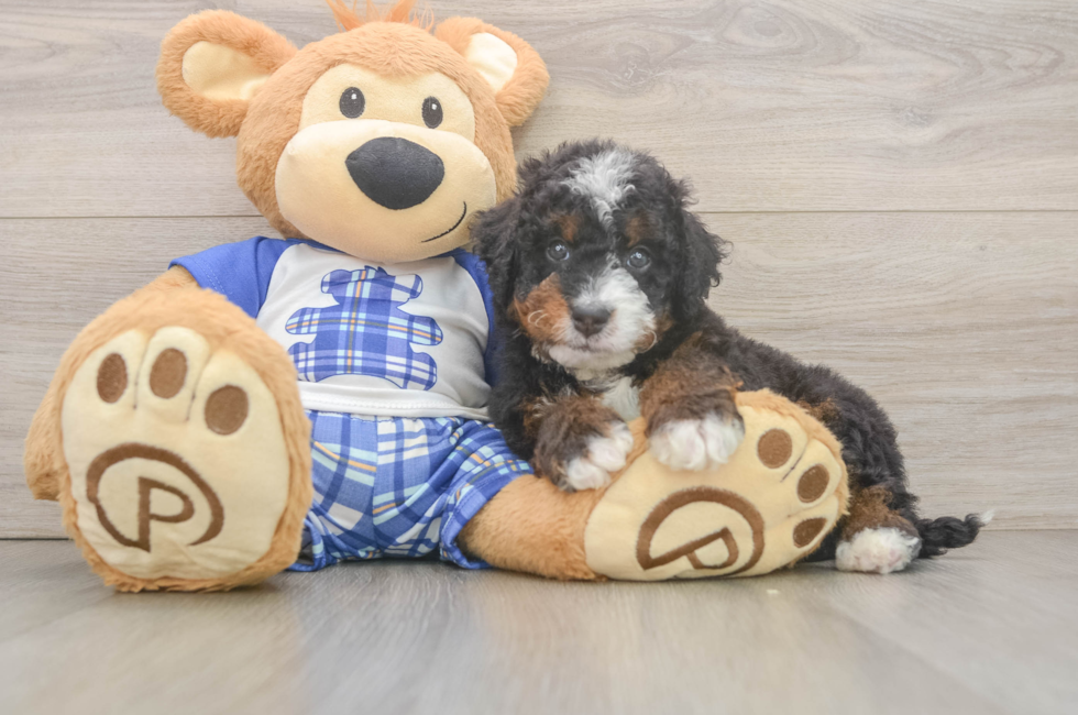 6 week old Mini Bernedoodle Puppy For Sale - Puppy Love PR