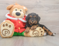 6 week old Mini Bernedoodle Puppy For Sale - Puppy Love PR