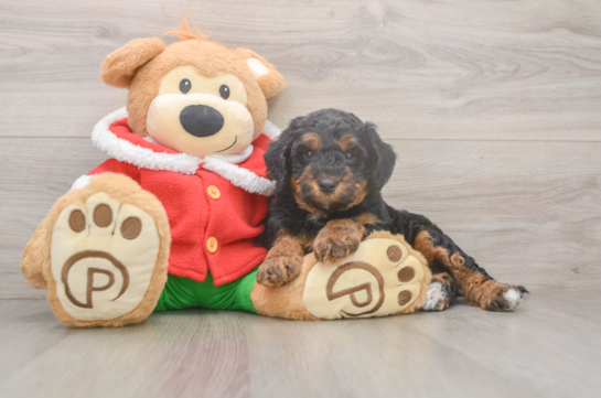 Best Mini Bernedoodle Baby