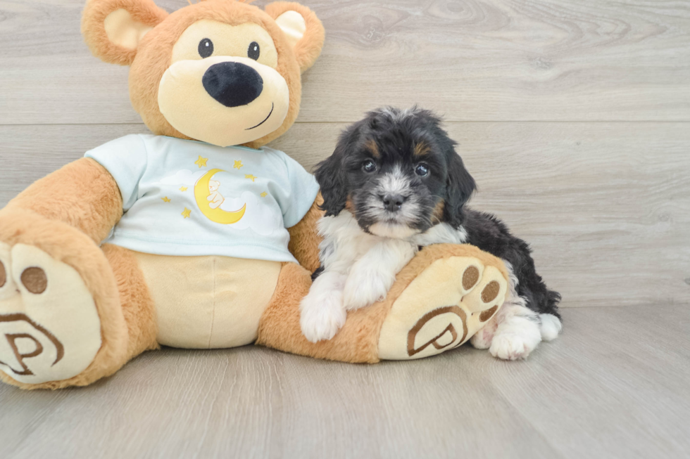 Petite Mini Bernedoodle Poodle Mix Pup