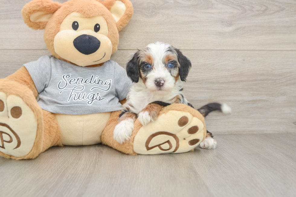 Friendly Mini Bernedoodle Baby
