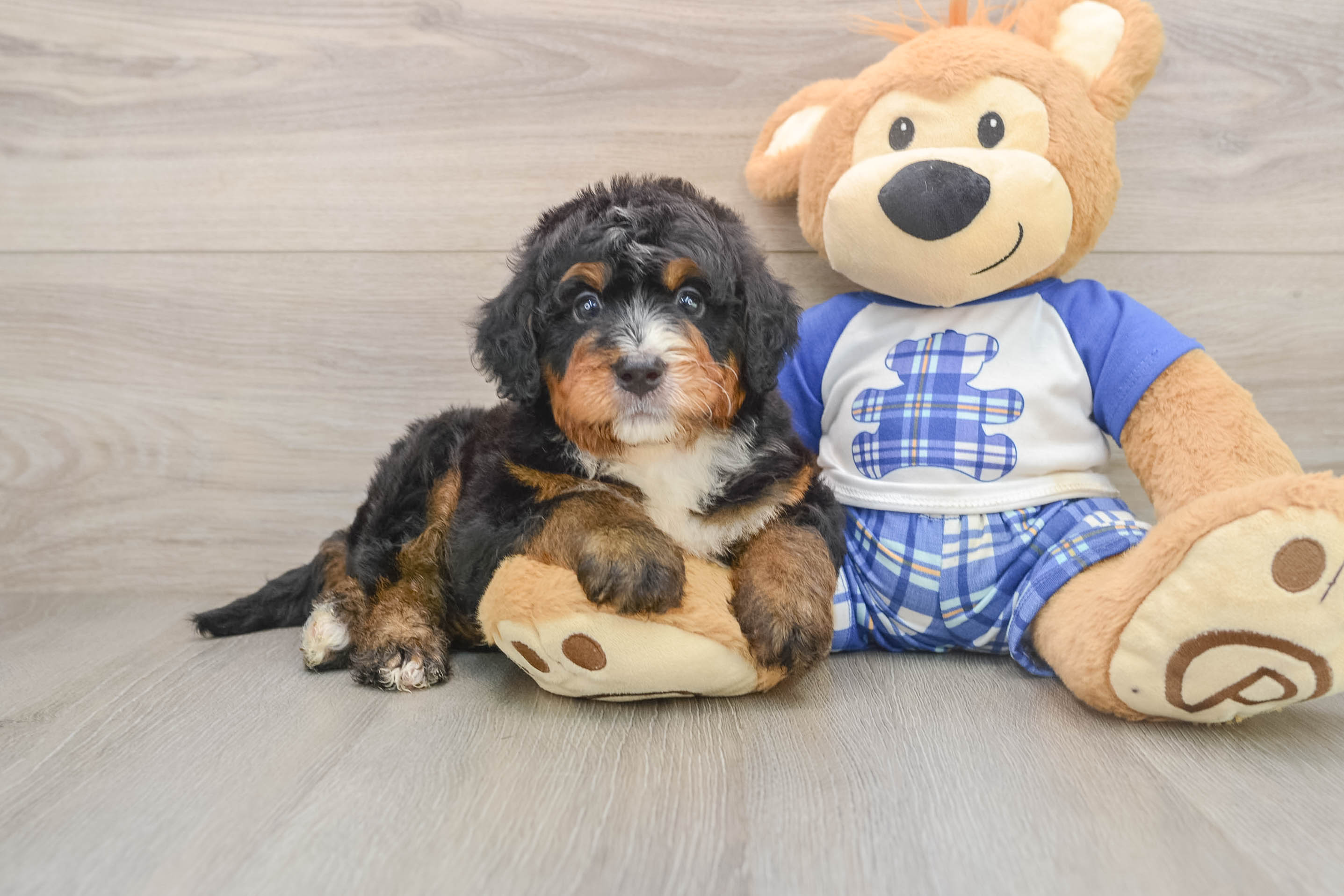 Best Mini Bernedoodle Baby