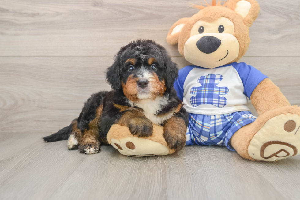 Best Mini Bernedoodle Baby