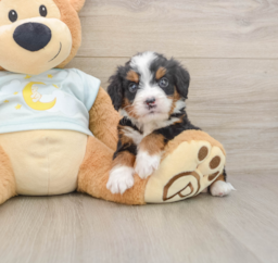 5 week old Mini Bernedoodle Puppy For Sale - Puppy Love PR