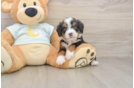 Energetic Bernese Doodle Poodle Mix Puppy