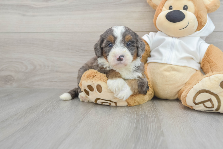 Meet Acadia - our Mini Bernedoodle Puppy Photo 1/3 - Puppy Love PR Energetic Bernadoodle Poodle Mix Puppy