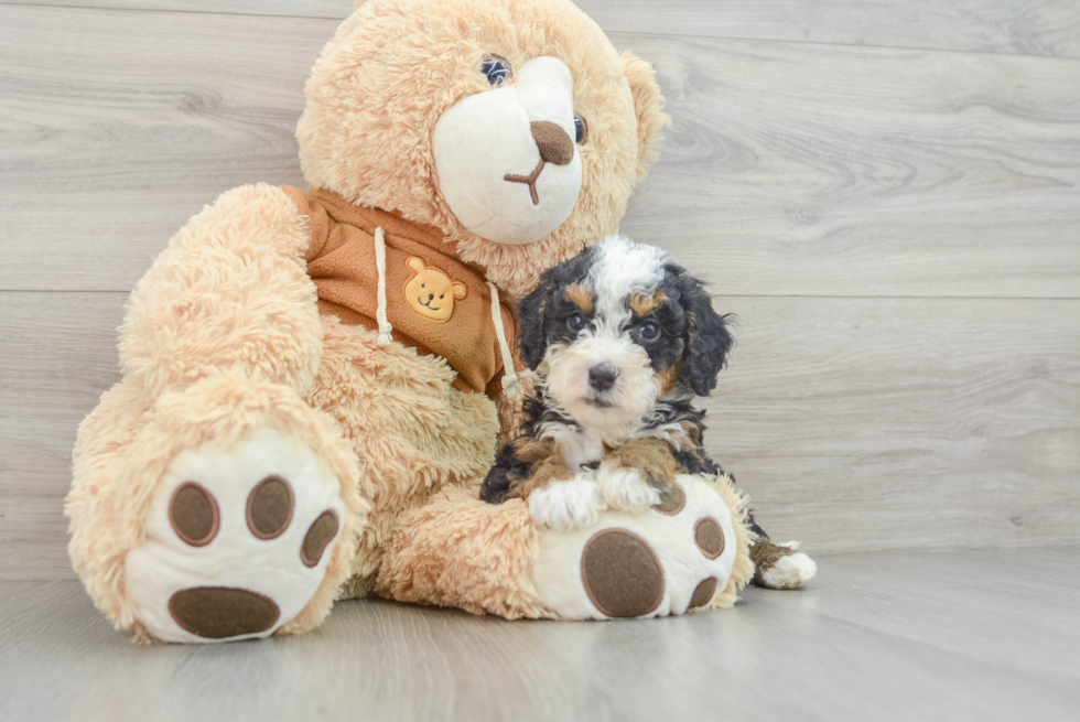 Mini Bernedoodle Pup Being Cute