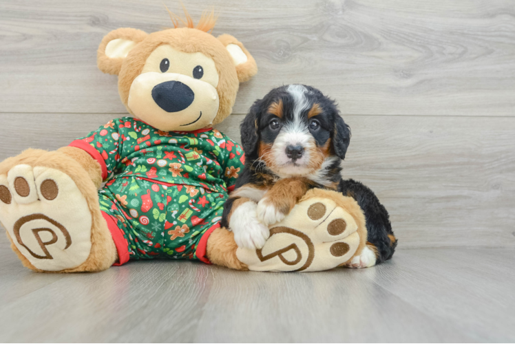 Meet Acadia - our Mini Bernedoodle Puppy Photo 1/3 - Puppy Love PR Happy Mini Bernedoodle Baby