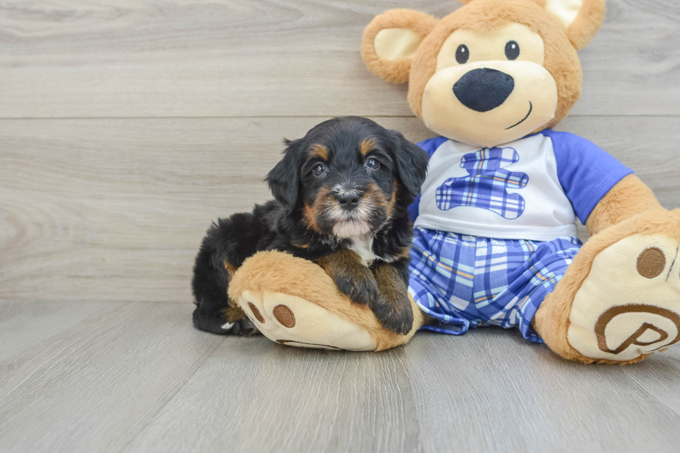 Mini Bernedoodle Pup Being Cute