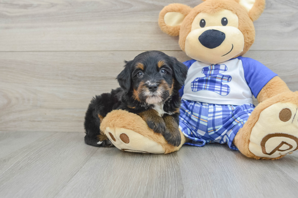 6 week old Mini Bernedoodle Puppy For Sale - Puppy Love PR