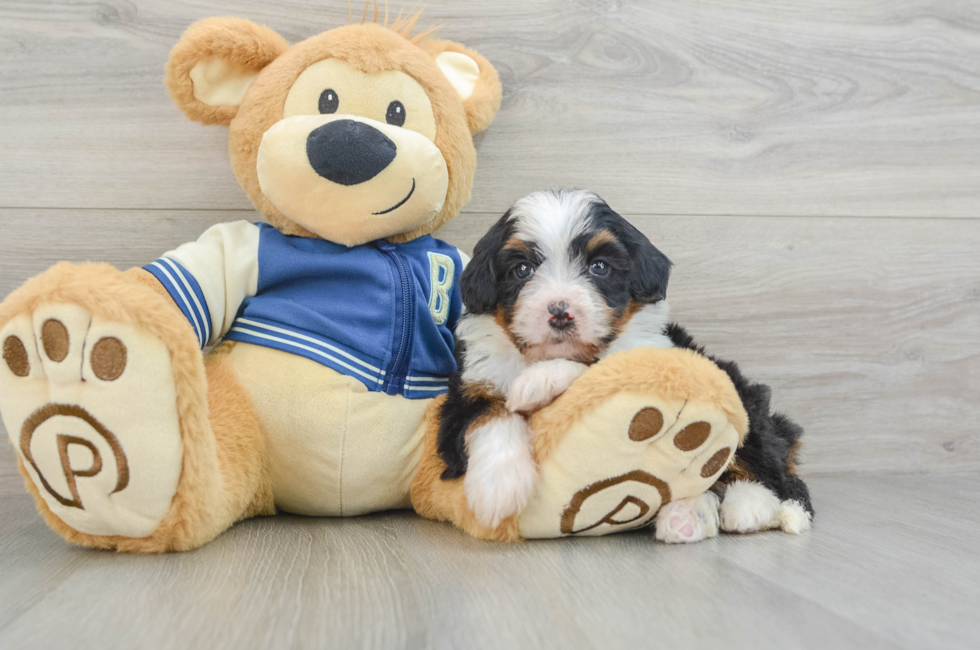 5 week old Mini Bernedoodle Puppy For Sale - Puppy Love PR