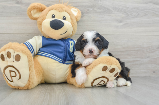 Smart Mini Bernedoodle Poodle Mix Pup