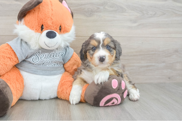 Little Mini Bernese Poodle Poodle Mix Puppy