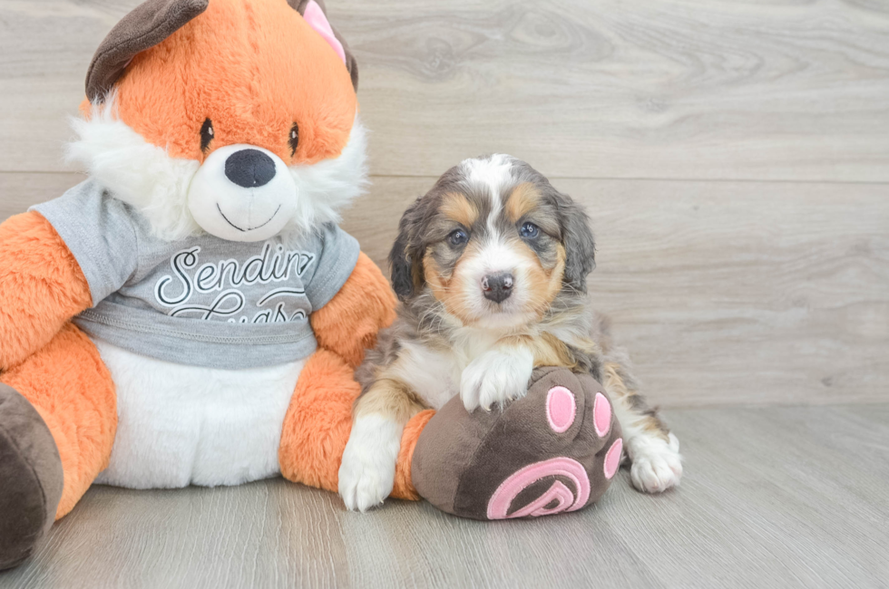 5 week old Mini Bernedoodle Puppy For Sale - Puppy Love PR