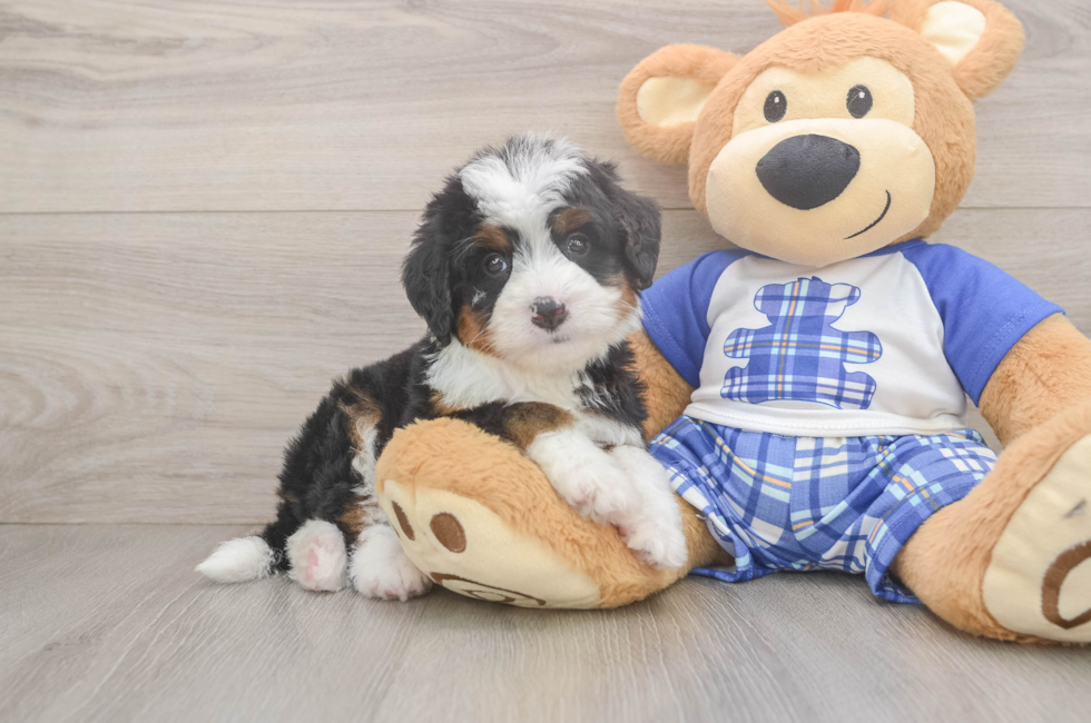 5 week old Mini Bernedoodle Puppy For Sale - Puppy Love PR