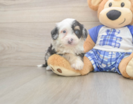 6 week old Mini Bernedoodle Puppy For Sale - Puppy Love PR