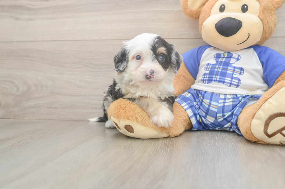 6 week old Mini Bernedoodle Puppy For Sale - Puppy Love PR
