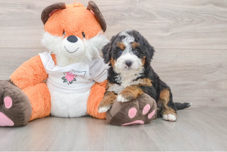 Mini Bernedoodle Pup Being Cute