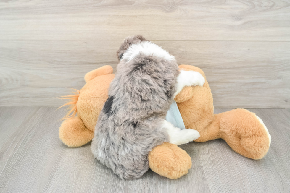 Hypoallergenic Bernadoodle Poodle Mix Puppy