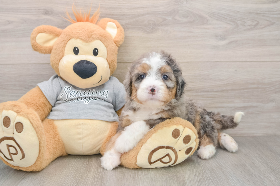Happy Mini Bernedoodle Baby