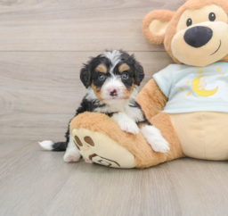 5 week old Mini Bernedoodle Puppy For Sale - Puppy Love PR