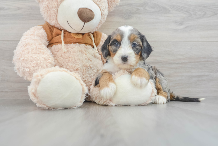 Meet Ainsley - our Mini Bernedoodle Puppy Photo 1/3 - Puppy Love PR Mini Bernedoodle Pup Being Cute