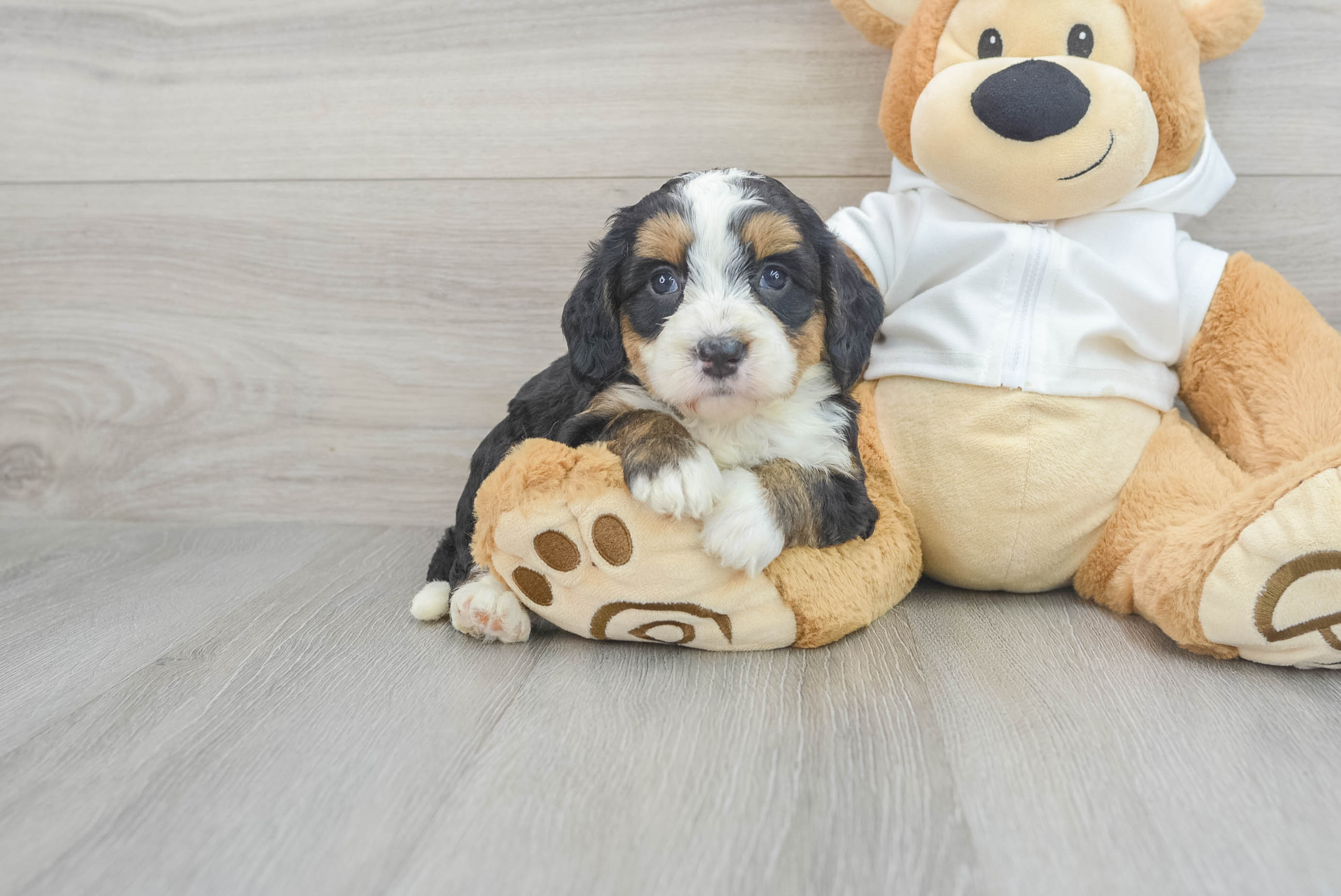 Friendly Mini Bernedoodle Baby