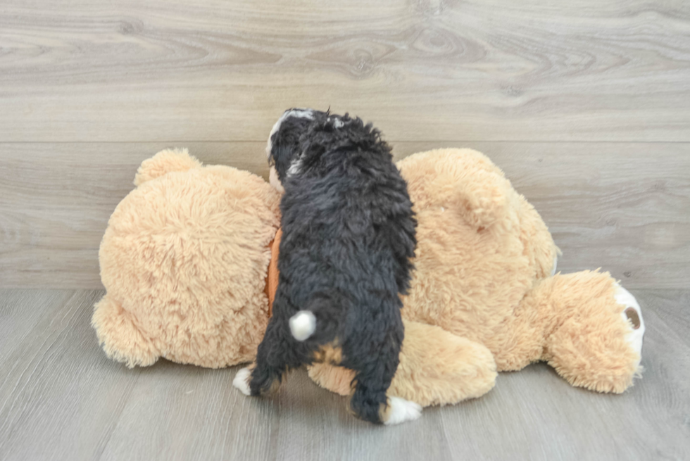 Mini Bernedoodle Puppy for Adoption