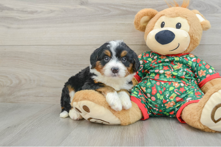Meet Ainsley - our Mini Bernedoodle Puppy Photo 1/3 - Puppy Love PR Popular Mini Bernedoodle Poodle Mix Pup