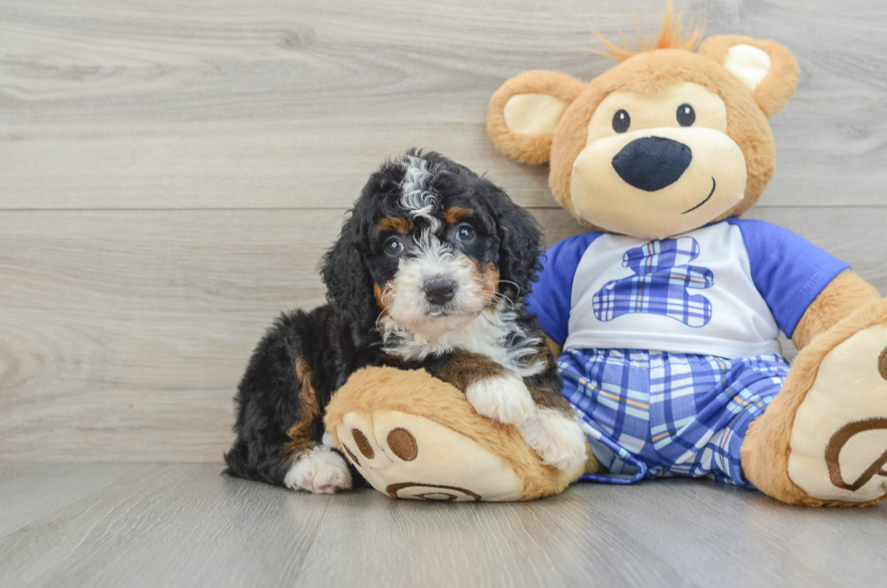 6 week old Mini Bernedoodle Puppy For Sale - Puppy Love PR