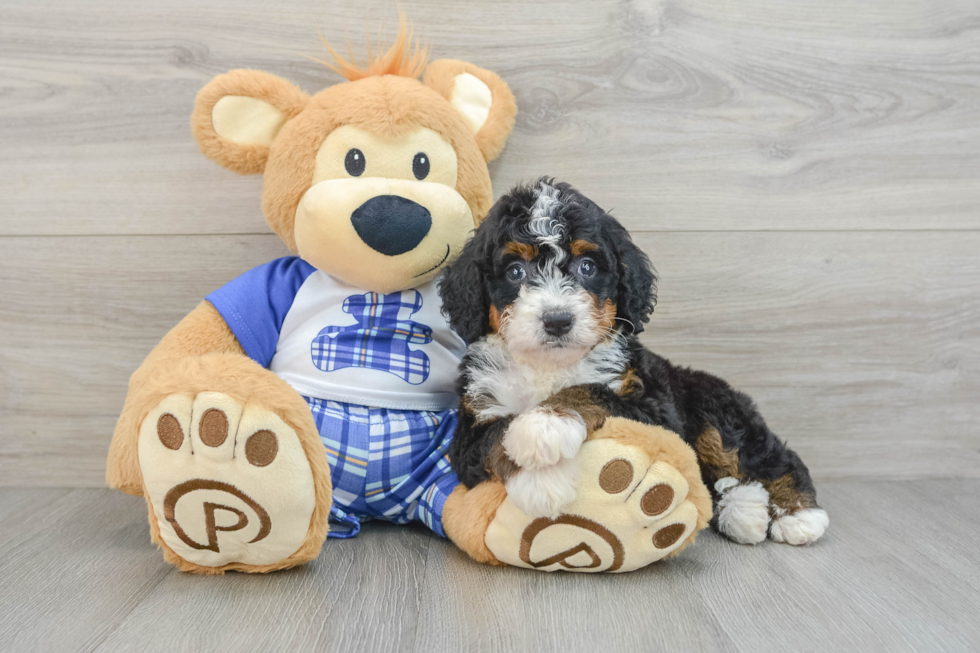 Mini Bernedoodle Puppy for Adoption