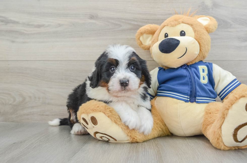 5 week old Mini Bernedoodle Puppy For Sale - Puppy Love PR