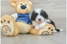 Mini Bernedoodle Pup Being Cute