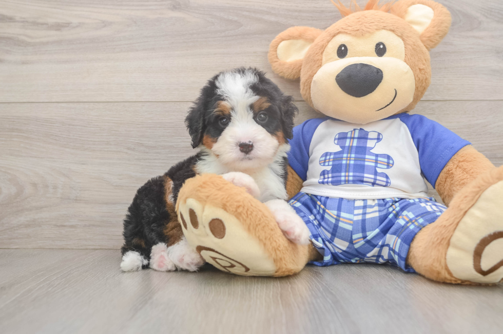 5 week old Mini Bernedoodle Puppy For Sale - Puppy Love PR