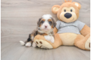 Funny Mini Bernedoodle Poodle Mix Pup