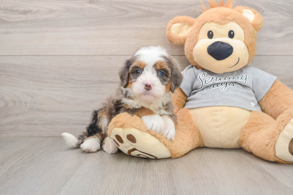 Funny Mini Bernedoodle Poodle Mix Pup
