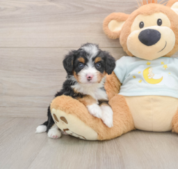 6 week old Mini Bernedoodle Puppy For Sale - Puppy Love PR