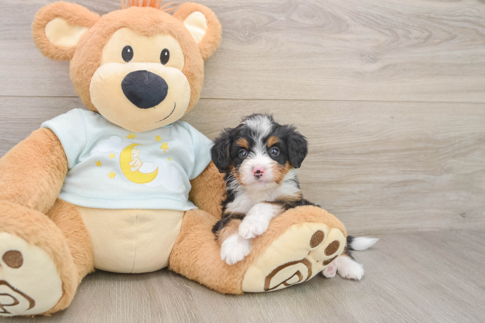 Cute Mini Bernedoodle Baby