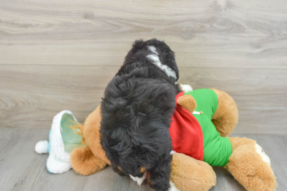 Cute Mini Bernedoodle Baby