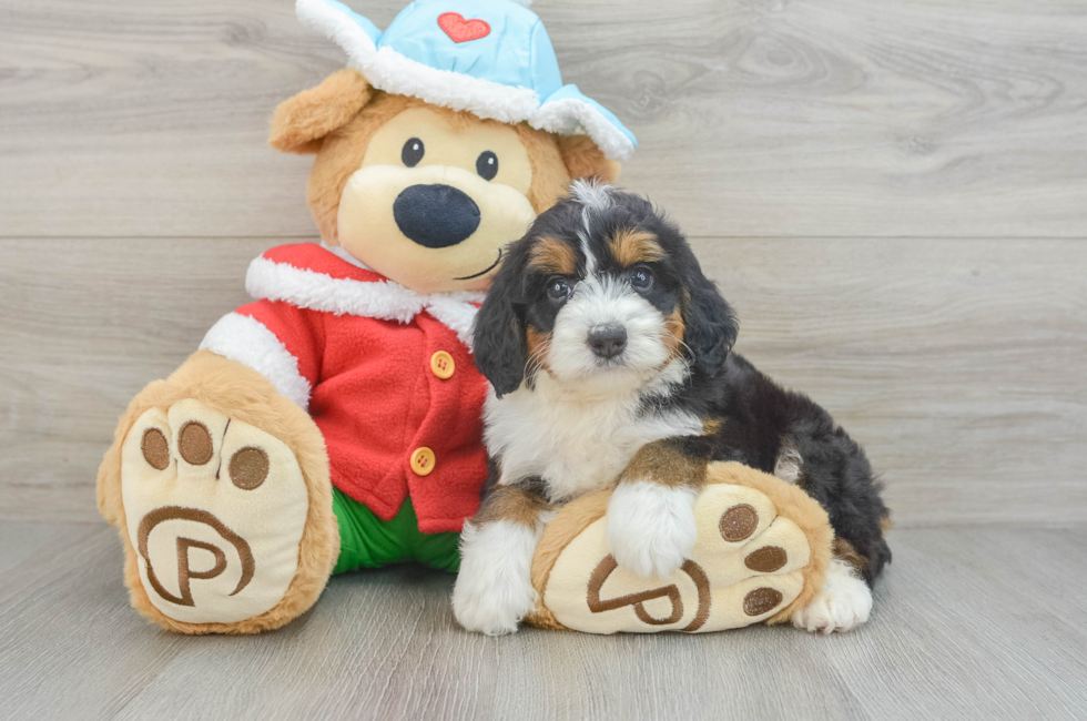 6 week old Mini Bernedoodle Puppy For Sale - Puppy Love PR