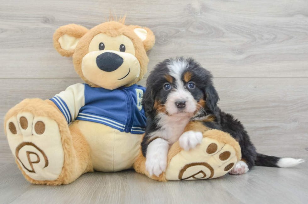 5 week old Mini Bernedoodle Puppy For Sale - Puppy Love PR