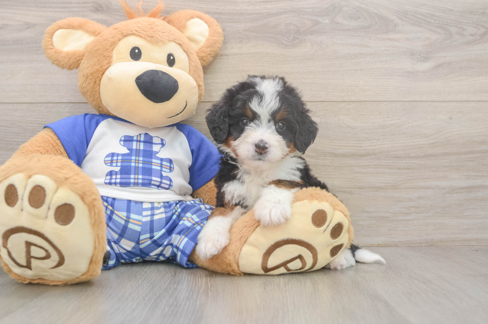 5 week old Mini Bernedoodle Puppy For Sale - Puppy Love PR