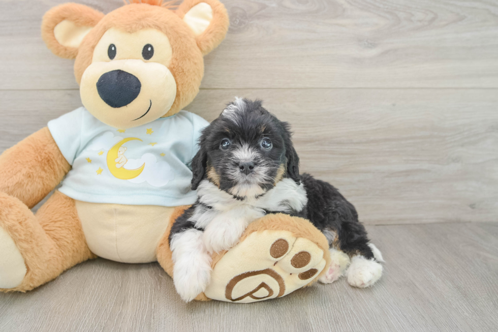 Mini Bernedoodle Puppy for Adoption