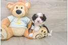 Friendly Mini Bernedoodle Baby