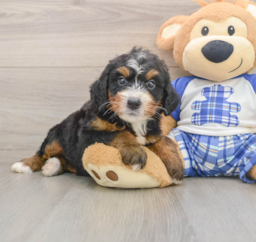 7 week old Mini Bernedoodle Puppy For Sale - Puppy Love PR