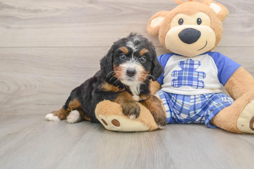 Mini Bernedoodle Puppy for Adoption
