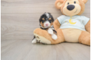 Happy Mini Bernedoodle Baby